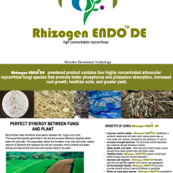 Rhizogen ENDO DE image