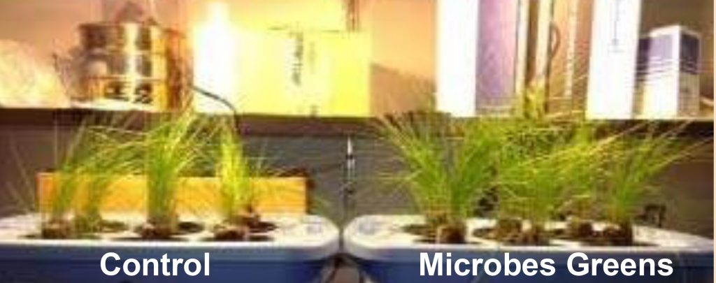 Soilcure fescue treatment picture Hydroponic fescue grass trial at week 3 clearly shows dense growth when Microbes Greens™ is applied