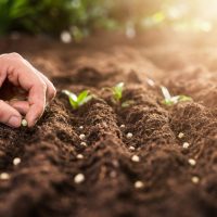 Seed Treatment