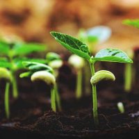 Germination Stage