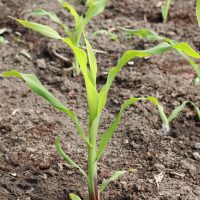 Vegetative Stage