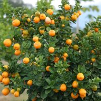 Fruiting Stage